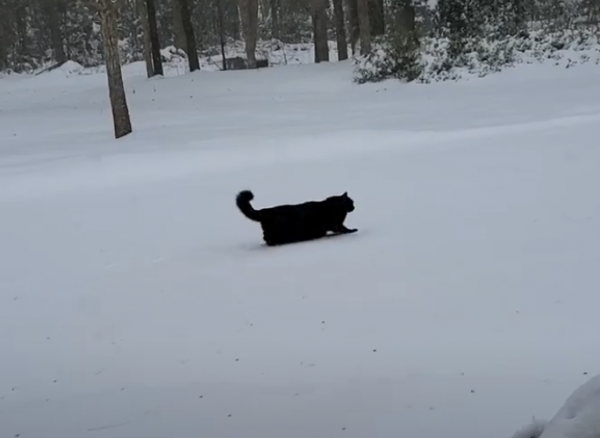 Loki in the Snow